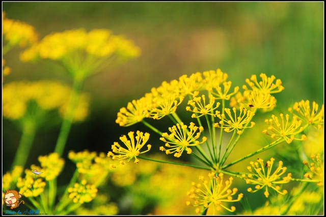 《遊記—彰化》菁芳園休閒農場～冬季限定落雨松！