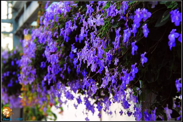 《遊記—彰化》菁芳園休閒農場～冬季限定落雨松！