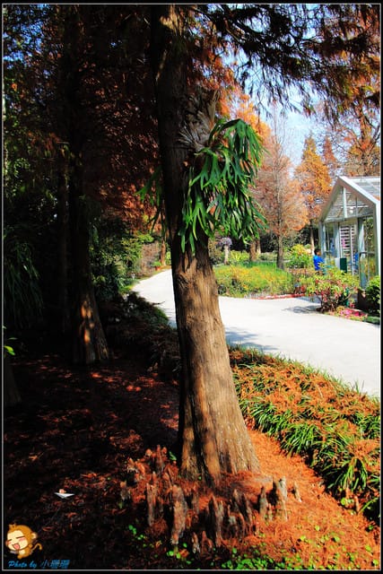 《遊記—彰化》菁芳園休閒農場～冬季限定落雨松！