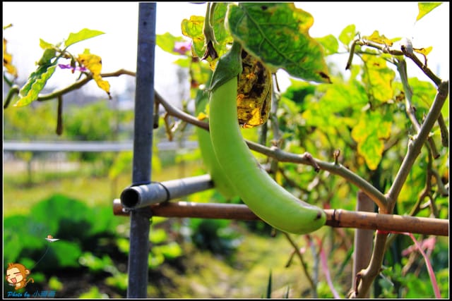 《遊記—彰化》菁芳園休閒農場～冬季限定落雨松！