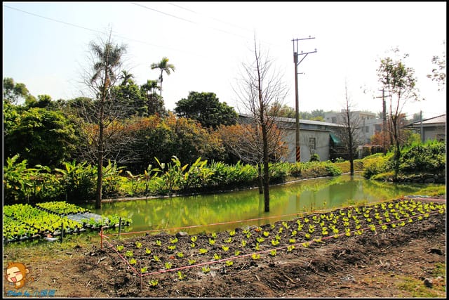 《遊記—彰化》菁芳園休閒農場～冬季限定落雨松！