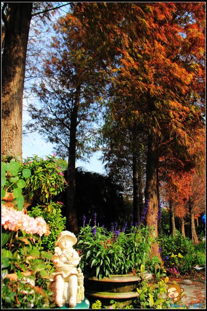 《遊記—彰化》菁芳園休閒農場～冬季限定落雨松！