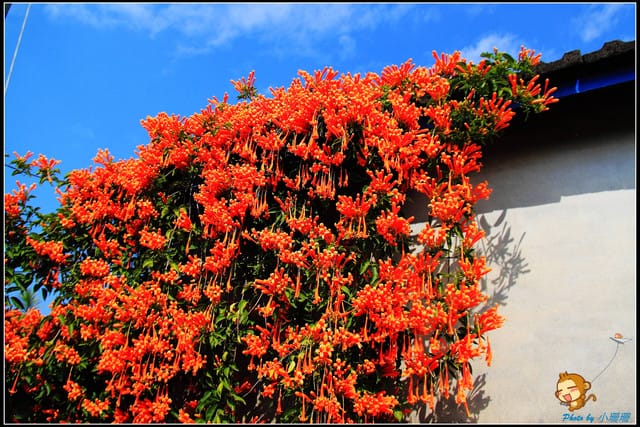 《遊記—彰化》菁芳園休閒農場～冬季限定落雨松！