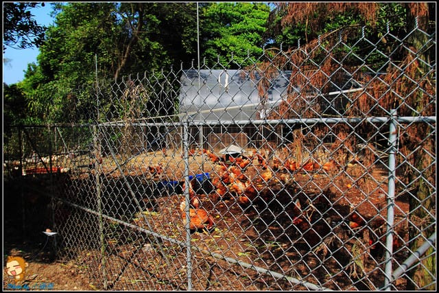 《遊記—彰化》菁芳園休閒農場～冬季限定落雨松！