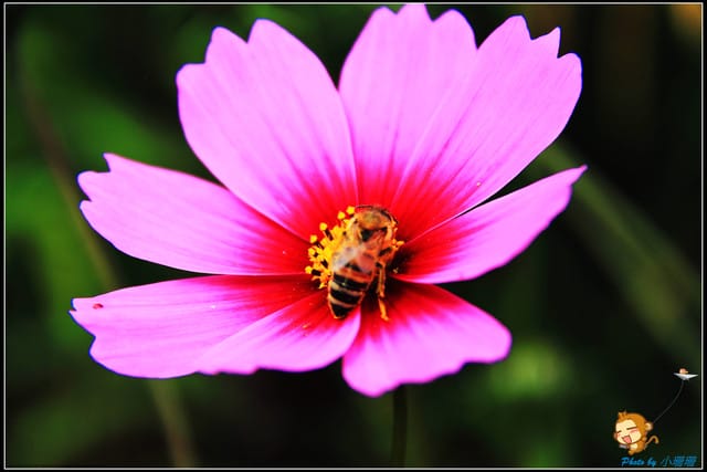 《遊記—台中》中社觀光花市～鬱金香花季(2/5花況)