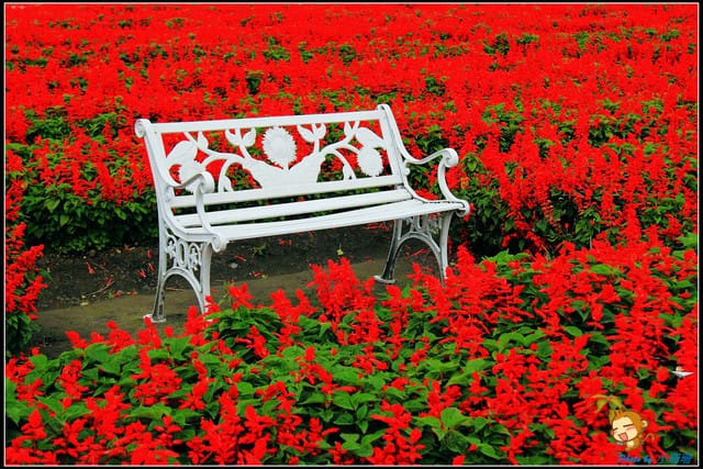 《遊記—台中》中社觀光花市～鬱金香花季(2/5花況)