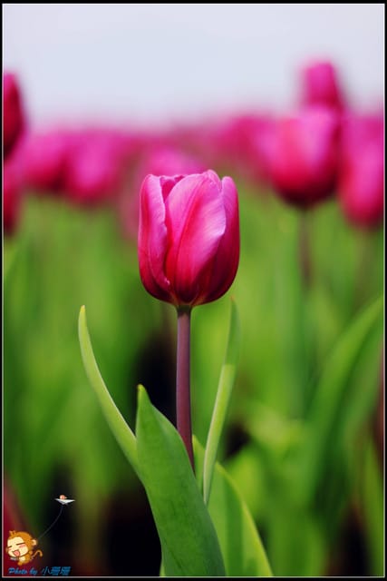 《遊記—台中》中社觀光花市～鬱金香花季(2/5花況)