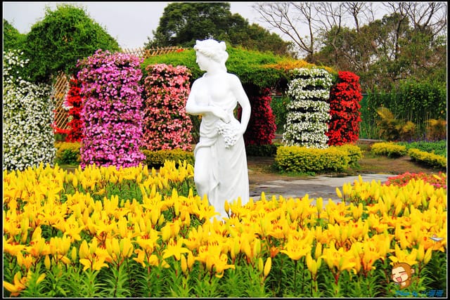 《遊記—台中》中社觀光花市～鬱金香花季(2/5花況)
