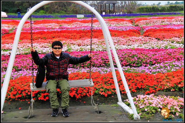 《遊記—台中》中社觀光花市～鬱金香花季(2/5花況)