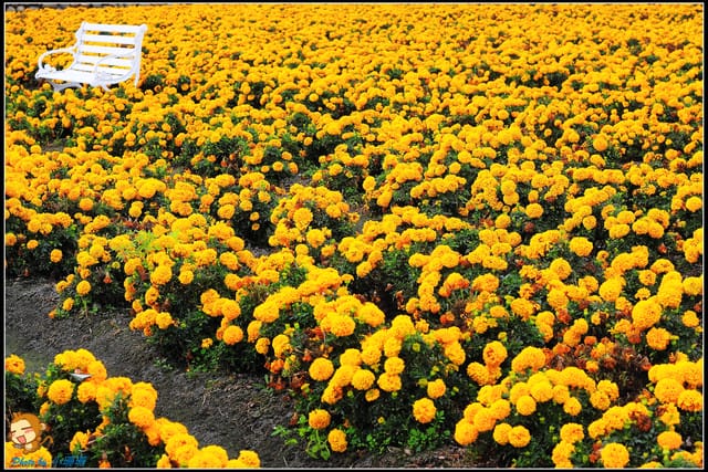 《遊記—台中》中社觀光花市～鬱金香花季(2/5花況)