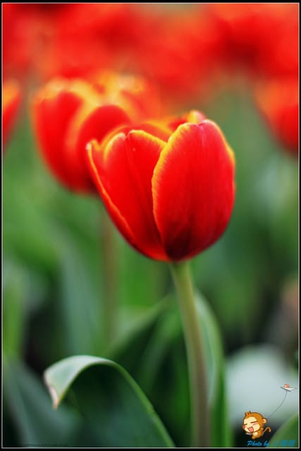 《遊記—台中》中社觀光花市～鬱金香花季(2/5花況)