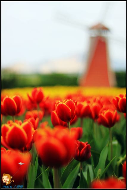 《遊記—台中》中社觀光花市～鬱金香花季(2/5花況)