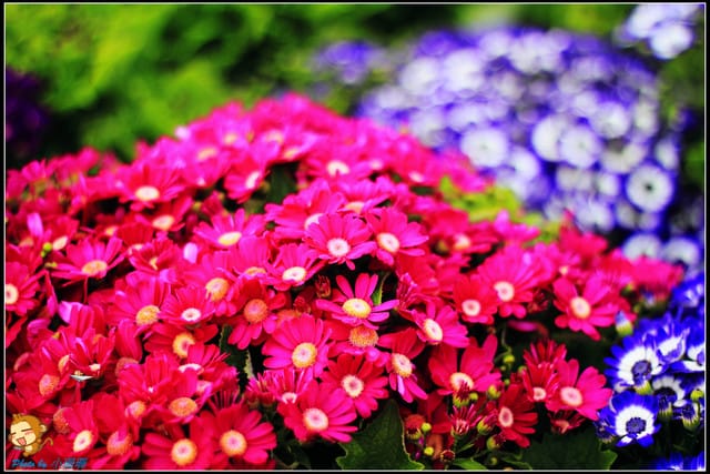 《遊記—台中》中社觀光花市～鬱金香花季(2/5花況)