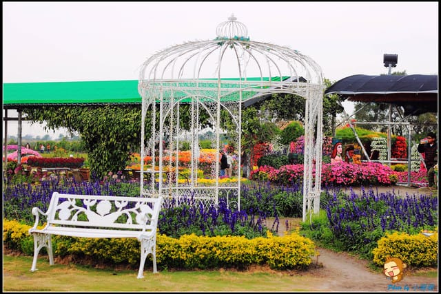 《遊記—台中》中社觀光花市～鬱金香花季(2/5花況)