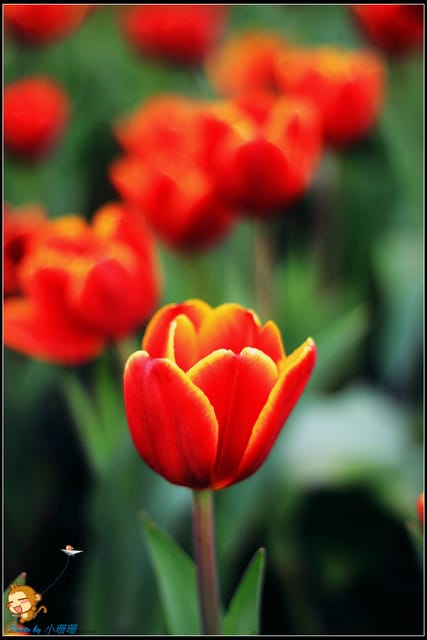 《遊記—台中》中社觀光花市～鬱金香花季(2/5花況)