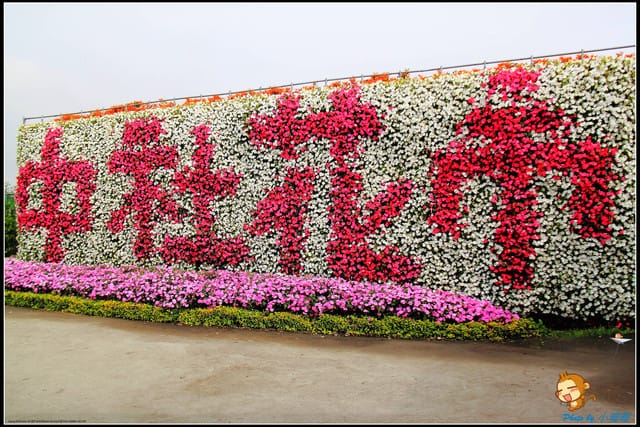 《遊記—台中》中社觀光花市～鬱金香花季(2/5花況)