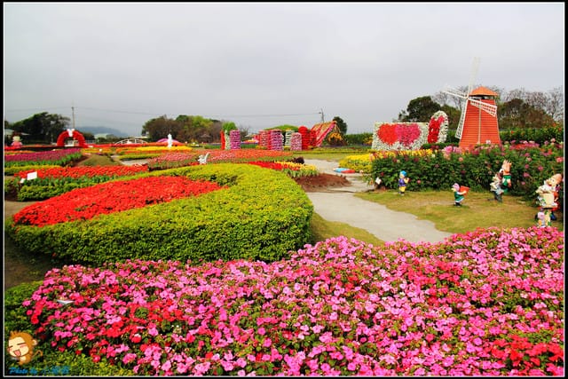《遊記—台中》中社觀光花市～鬱金香花季(2/5花況)
