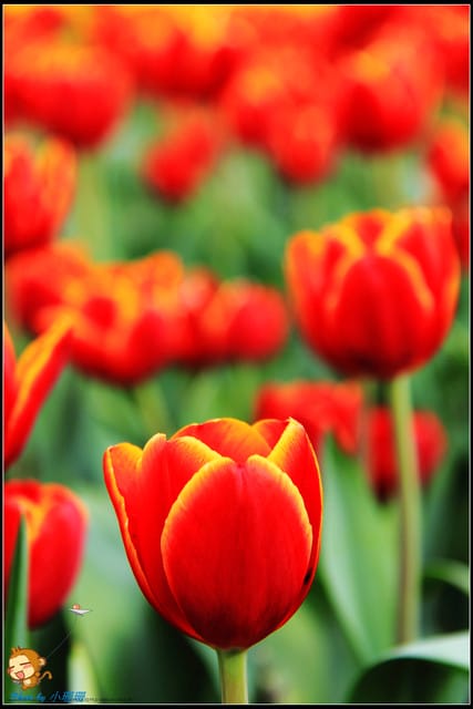 《遊記—台中》中社觀光花市～鬱金香花季(2/5花況)