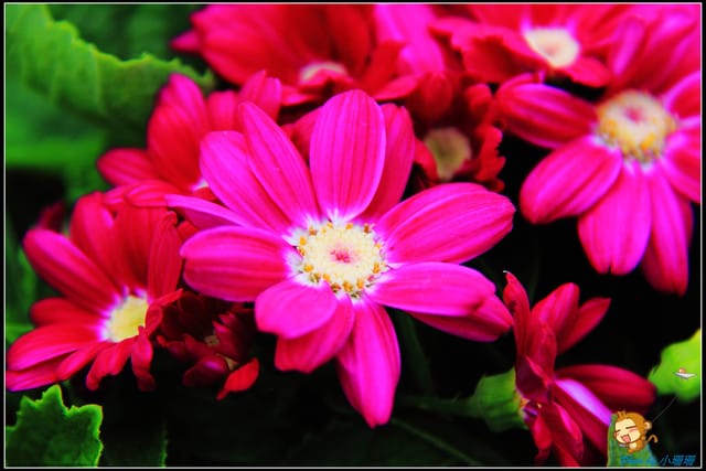 《遊記—台中》中社觀光花市～鬱金香花季(2/5花況)