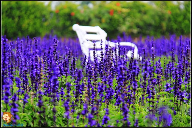 《遊記—台中》中社觀光花市～鬱金香花季(2/5花況)