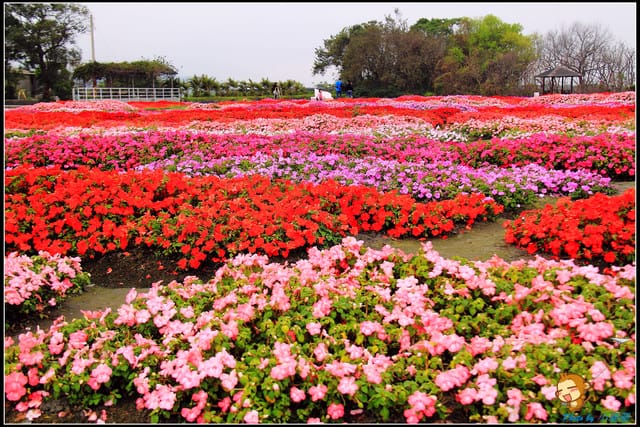《遊記—台中》中社觀光花市～鬱金香花季(2/5花況)