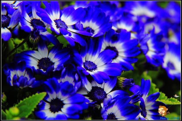 《遊記—台中》中社觀光花市～鬱金香花季(2/5花況)