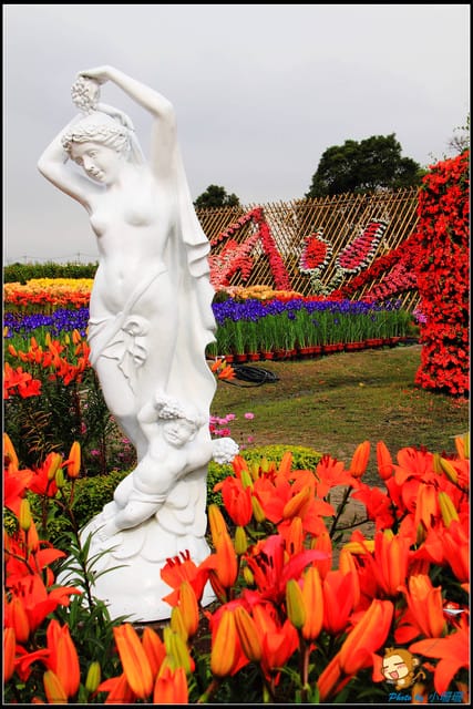 《遊記—台中》中社觀光花市～鬱金香花季(2/5花況)