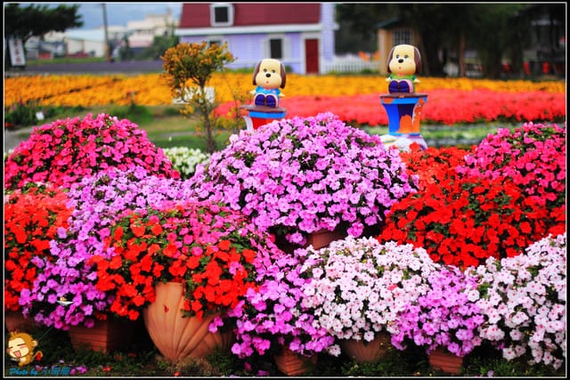 《遊記—台中》中社觀光花市～鬱金香花季(2/5花況)