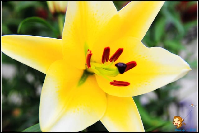 《遊記—台中》中社觀光花市～鬱金香花季(2/5花況)