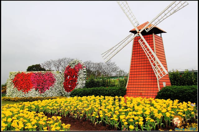 《遊記—台中》中社觀光花市～鬱金香花季(2/5花況)