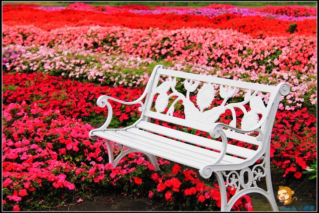 《遊記—台中》中社觀光花市～鬱金香花季(2/5花況)