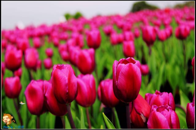 《遊記—台中》中社觀光花市～鬱金香花季(2/5花況)