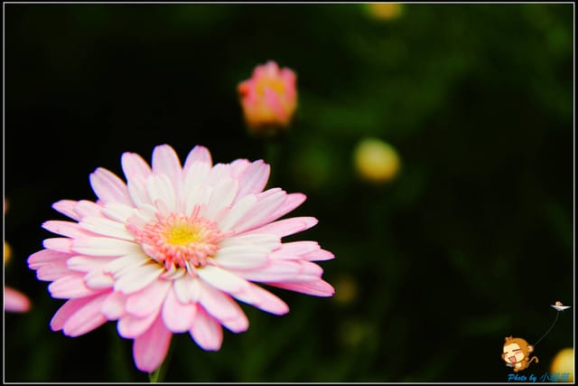 《遊記—台中》中社觀光花市～鬱金香花季(2/5花況)