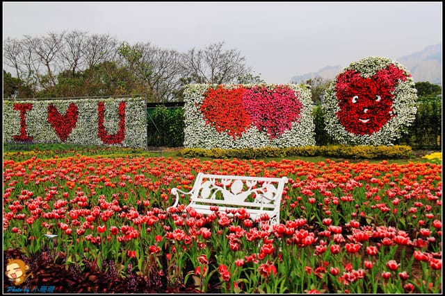《遊記—台中》中社觀光花市～鬱金香花季(2/5花況)