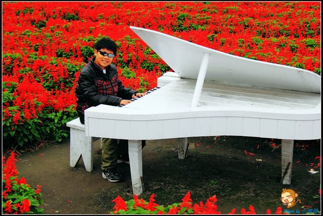 《遊記—台中》中社觀光花市～鬱金香花季(2/5花況)