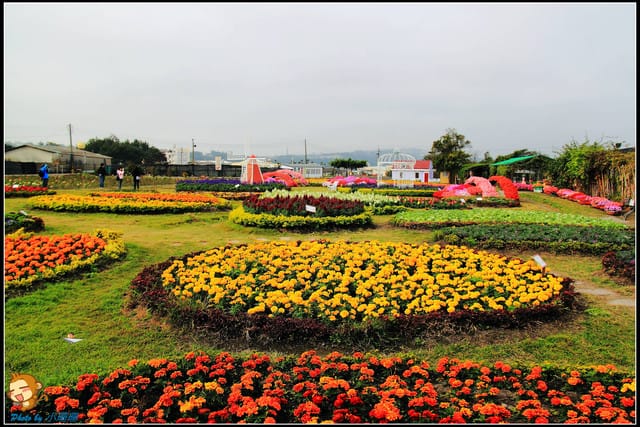 《遊記—台中》中社觀光花市～鬱金香花季(2/5花況)