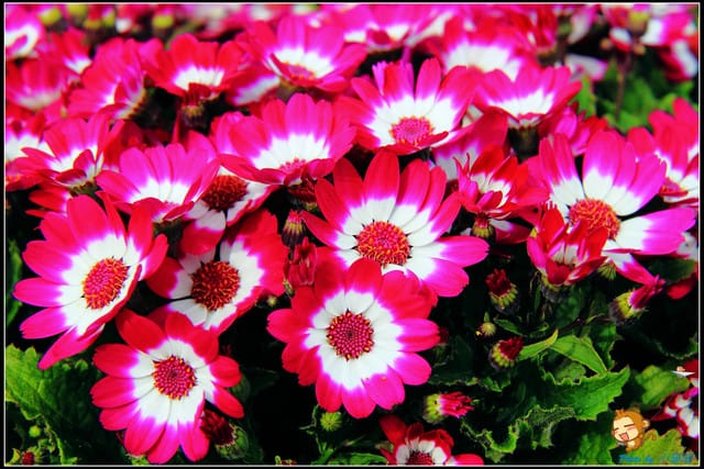 《遊記—台中》中社觀光花市～鬱金香花季(2/5花況)