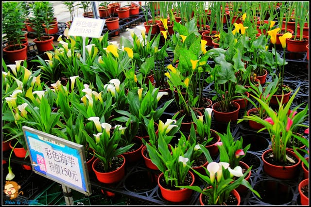 《遊記—台中》中社觀光花市～鬱金香花季(2/5花況)