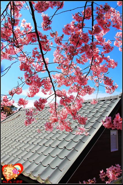 《遊記—桃園》拉拉山恩愛農場～千島櫻盛開中(2/26花況)