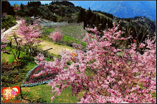 《遊記—桃園》拉拉山恩愛農場～千島櫻盛開中(2/26花況)