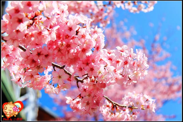 《遊記—桃園》拉拉山恩愛農場～千島櫻盛開中(2/26花況)