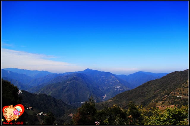 《遊記—桃園》拉拉山恩愛農場～千島櫻盛開中(2/26花況)