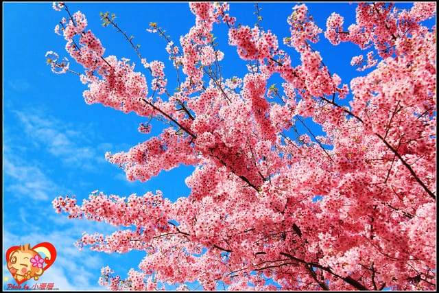 《遊記—桃園》拉拉山恩愛農場～千島櫻盛開中(2/26花況)