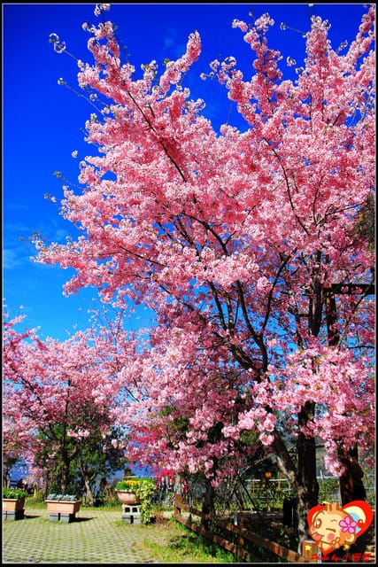 《遊記—桃園》拉拉山恩愛農場～千島櫻盛開中(2/26花況)