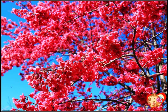 《遊記—桃園》拉拉山恩愛農場～千島櫻盛開中(2/26花況)