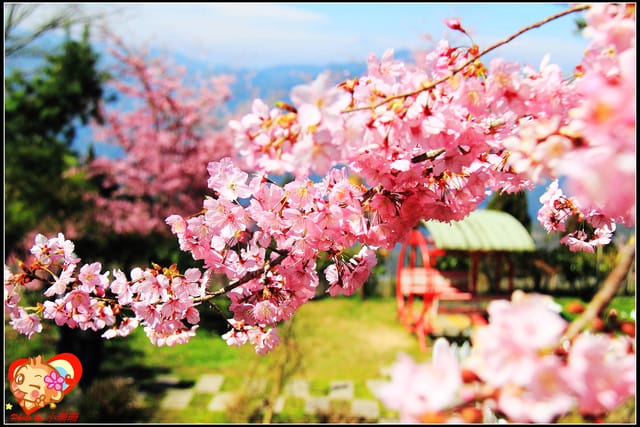 《遊記—桃園》拉拉山恩愛農場～千島櫻盛開中(2/26花況)