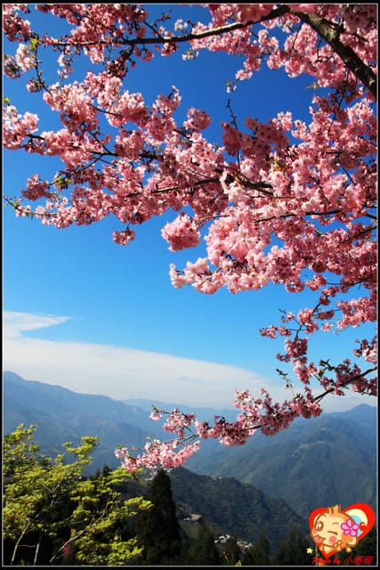 《遊記—桃園》拉拉山恩愛農場～千島櫻盛開中(2/26花況)