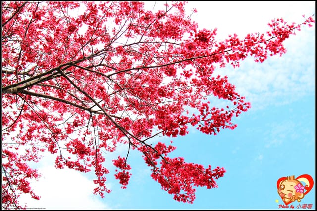 《遊記—桃園》拉拉山恩愛農場～千島櫻盛開中(2/26花況)