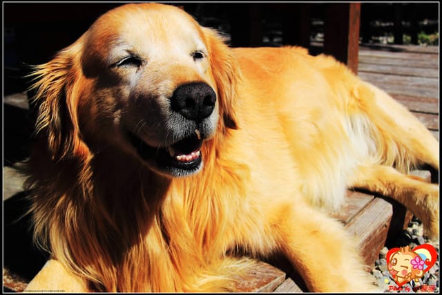 《遊記—桃園》拉拉山恩愛農場～千島櫻盛開中(2/26花況)