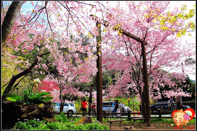 《遊記—桃園》拉拉山恩愛農場～千島櫻盛開中(2/26花況)